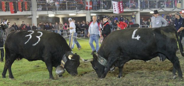 Pubblicato il calendario 2024 delle Batailles de Reines