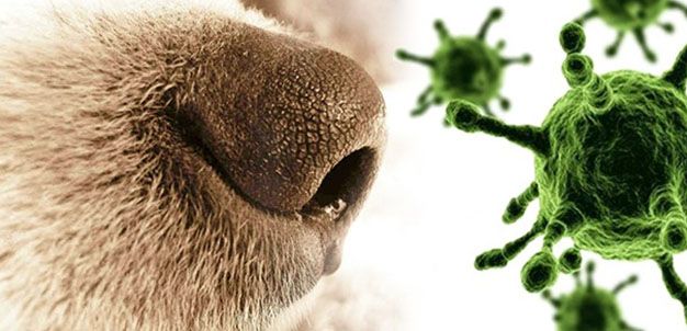 Focolaio di cimurro diagnosticato in alcune volpi in Valle d'Aosta