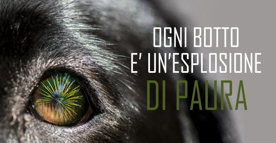 Capodanno; i botti uccidono 5000 animali in Italia ogni anno