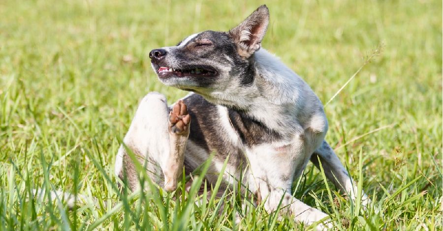 Parassiti e antiparassitari; cosa fare per difendere al meglio i nostri pet?