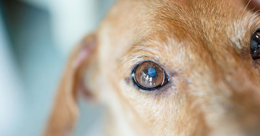 Leishmaniosi nel cane; focolai anche in Valle d'Aosta? -Video incluso Leishmaniosi nel cane; focolai anche in Valle d'Aosta? -Video incluso