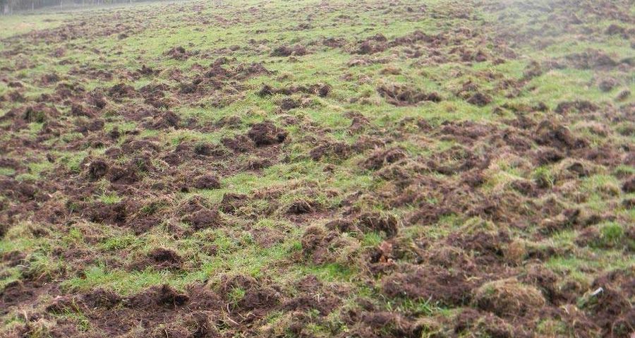 Danni da fauna protetta: aggiornati i risarcimenti e via libera all’esenzione