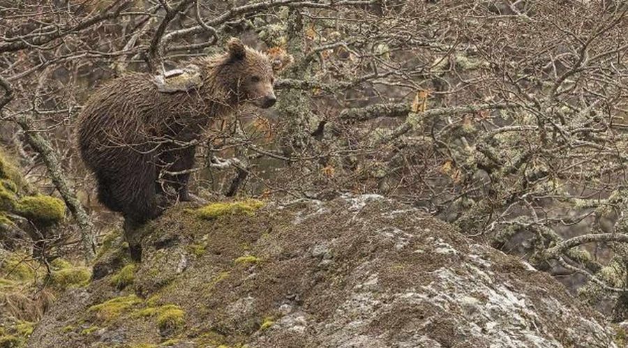 PhotoCredtis: Infoanimals