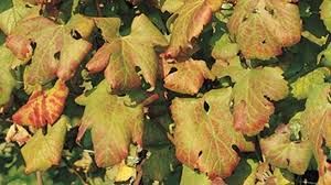 Flavescenza dorata della vite: proseguono gli incontri formativi Flavescenza dorata della vite: proseguono gli incontri formativi