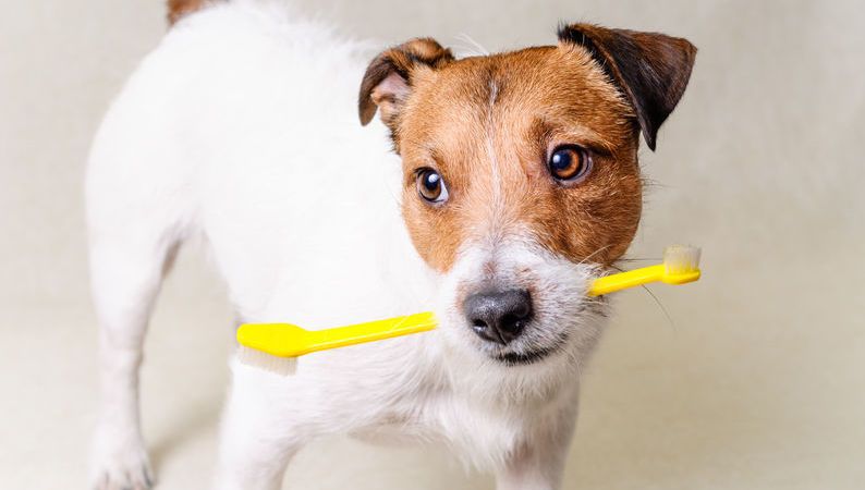 Benessere e igiene per il nostro cane; come pulirgli i denti?