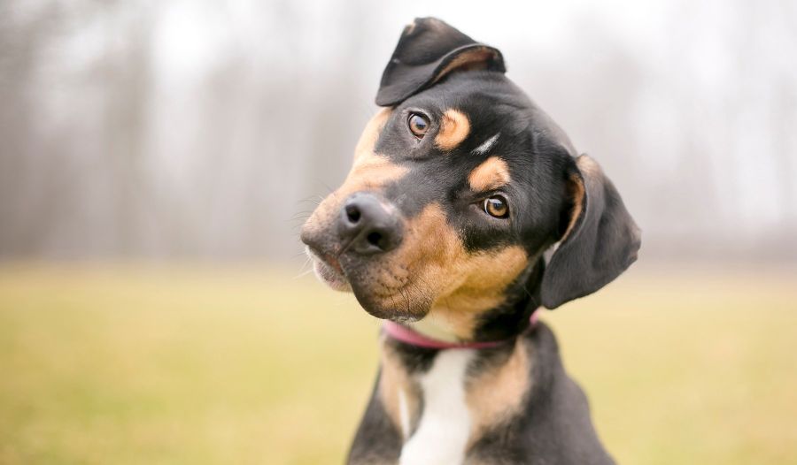 Photo Credit: Purinashop Photo Credit: Purinashop