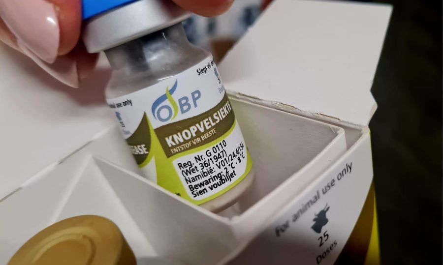 Iniziata questa mattina la vaccinazione antidermatite per 38.000 bovini valdostani