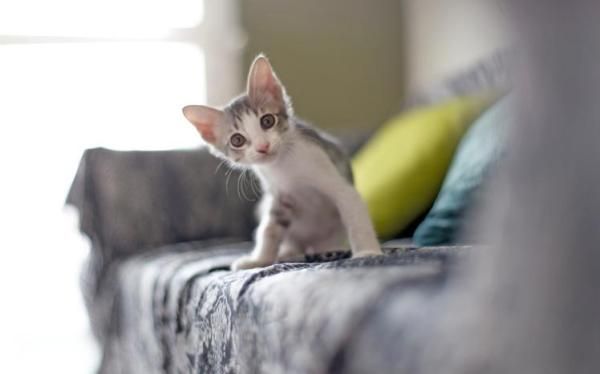 Photo Credit: Animal Pedia
