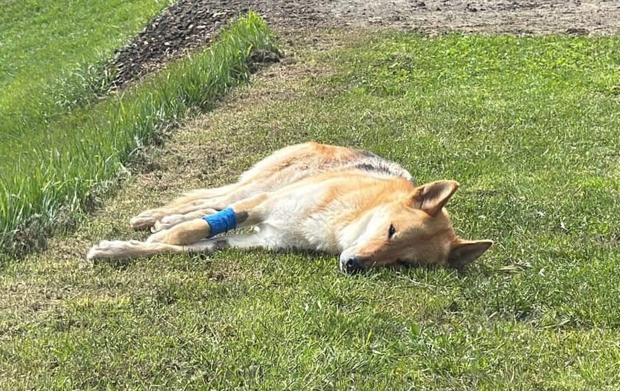 'Stava attaccando un capriolo'; è stata la Forestale a sparare al cane Tomo