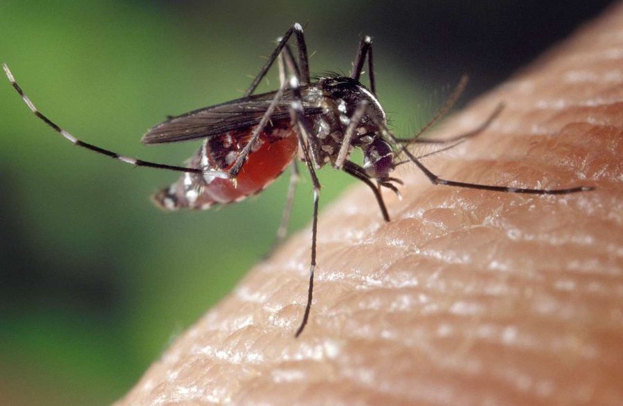 Un caso, il primo, di 'febbre dengue' in Valle d'Aosta