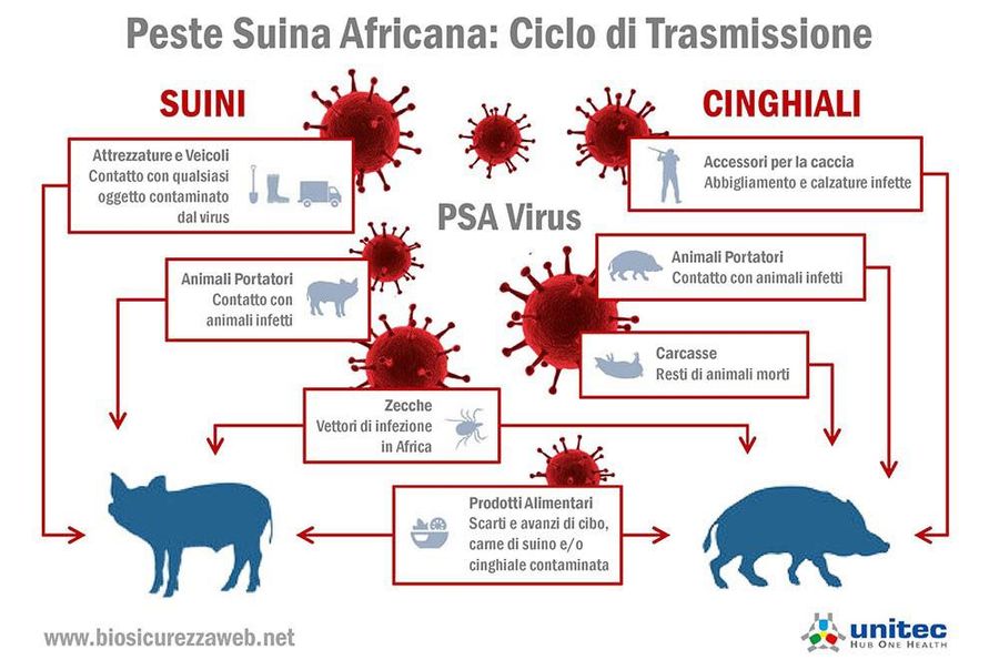 Peste suina africana, Valle d'Aosta indenne ma occorre attenta prevenzione