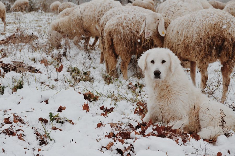 Un cane 'antilupo' appositamente addestrato a protezione del gregge