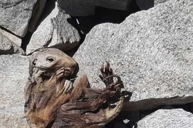 La marmotta rinvenuta sul ghiacchiao del Lyskamm nel 2022 è il più antico reperto mummificato d’Italia La marmotta rinvenuta sul ghiacchiao del Lyskamm nel 2022 è il più antico reperto mummificato d’Italia