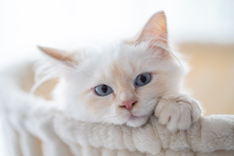 Come si riconosce e come si cura la micosi o 'tigna' nel gatto