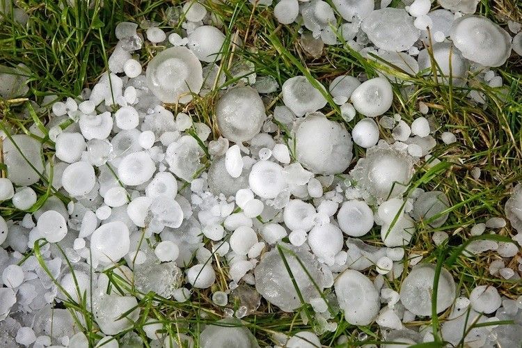 Grandinata sulla Plaine, danni alle vigne
