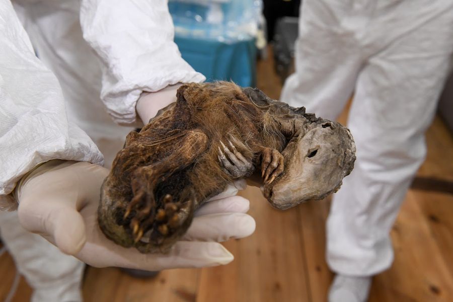 La Marmotta del Lyskamm visitabile da venerdì al Castello di Saint-Pierre La Marmotta del Lyskamm visitabile da venerdì al Castello di Saint-Pierre