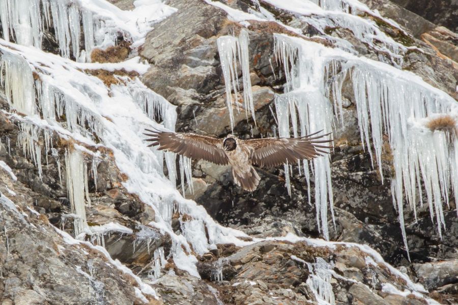 Montagna e tutela faunistica: a Cogne area gipeti 'off limits'