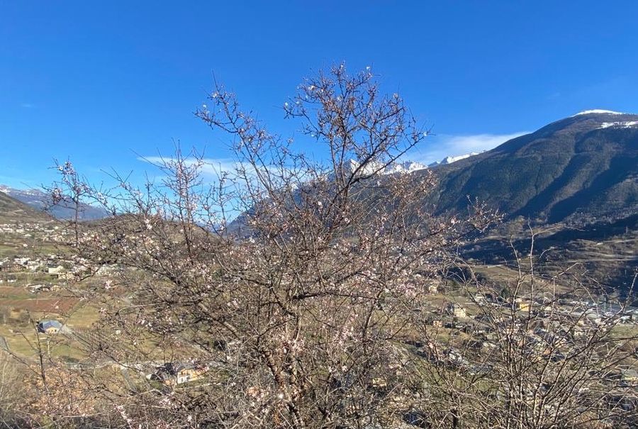 Calda primavera, in Valle gemme a 800 metri di quota