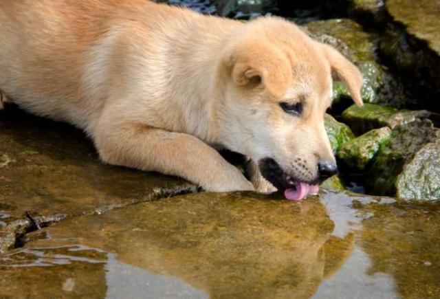 La Giardia negli animali: errori da evitare