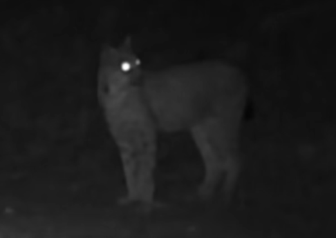 La lince torna nel Gran Paradiso: nuovo avvistamento nel versante valdostano La lince torna nel Gran Paradiso: nuovo avvistamento nel versante valdostano