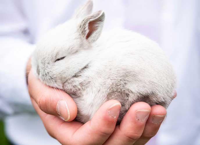 Quanti di noi possiedono un coniglio domestico? Tre cose di cui ha bisogno