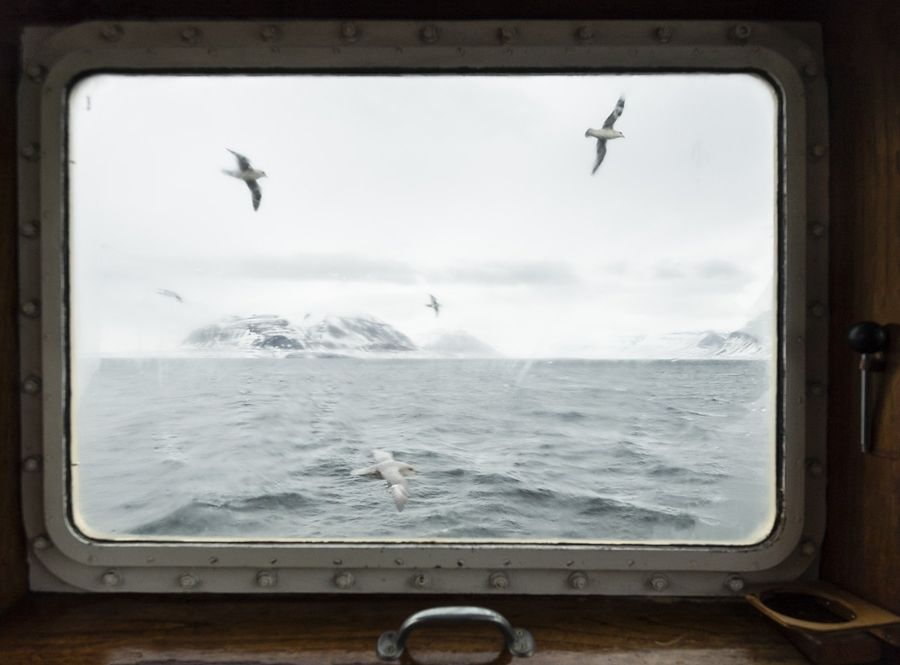 Fulmari fotografati dalla finestra della M/S Mälmo, Tempelfjorden Fulmari fotografati dalla finestra della M/S Mälmo, Tempelfjorden