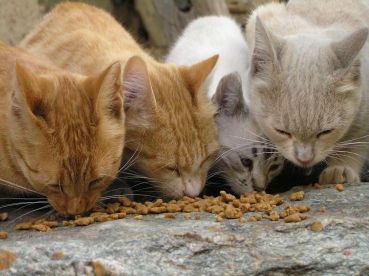 'Stretta' della Regione sulla gestione Avapa dei gatti randagi o vaganti