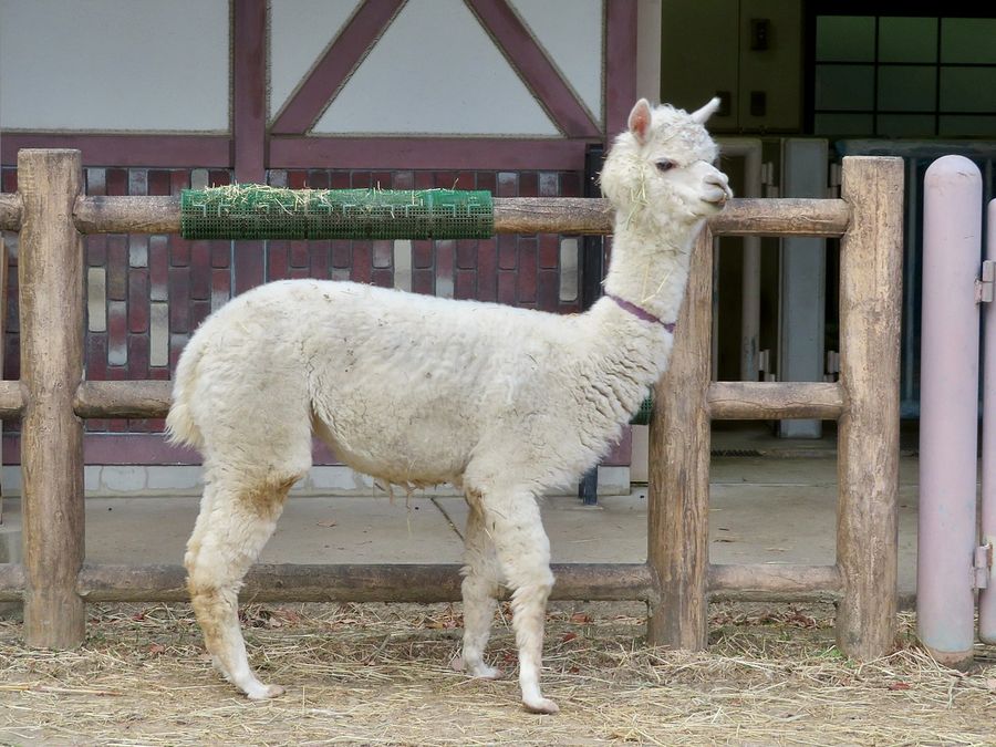 Un esemplare di alpaca