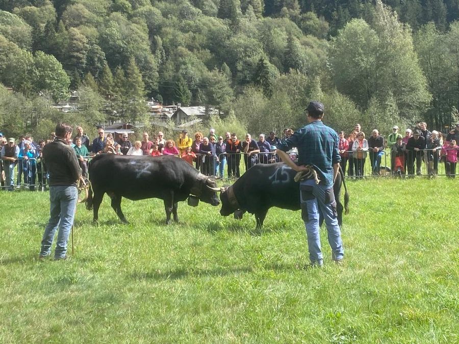 Batailles de Reines, si riprende oggi al Col de Joux