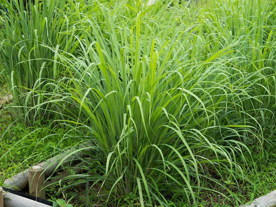 Citronella; il segreto naturale per un’estate senza zanzare