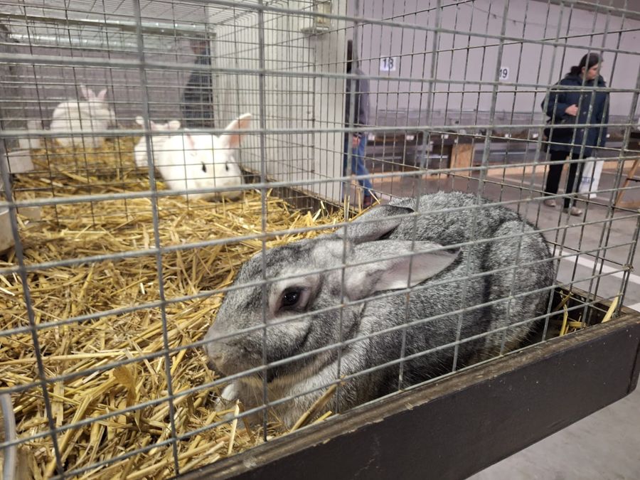 Successo a Donnas per 'Lou courtì e lou poulayé' nonostante la pioggerella