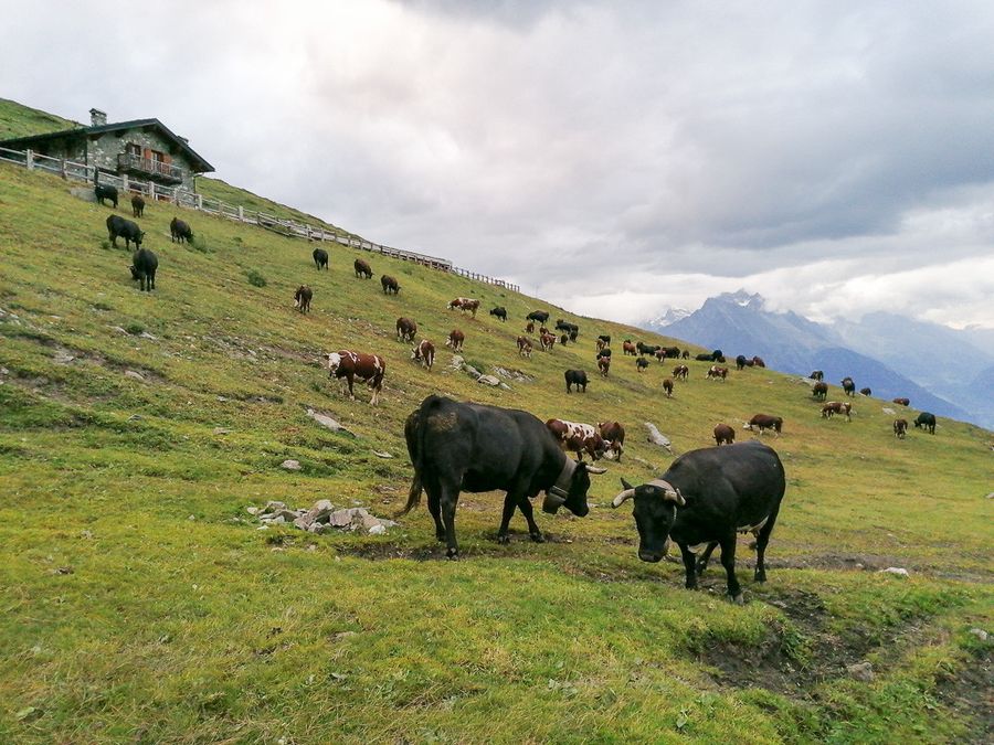 'Quella stufa costa meno di quanto dichiarato...' gli strali della Regione si abbattono su un'azienda agricola