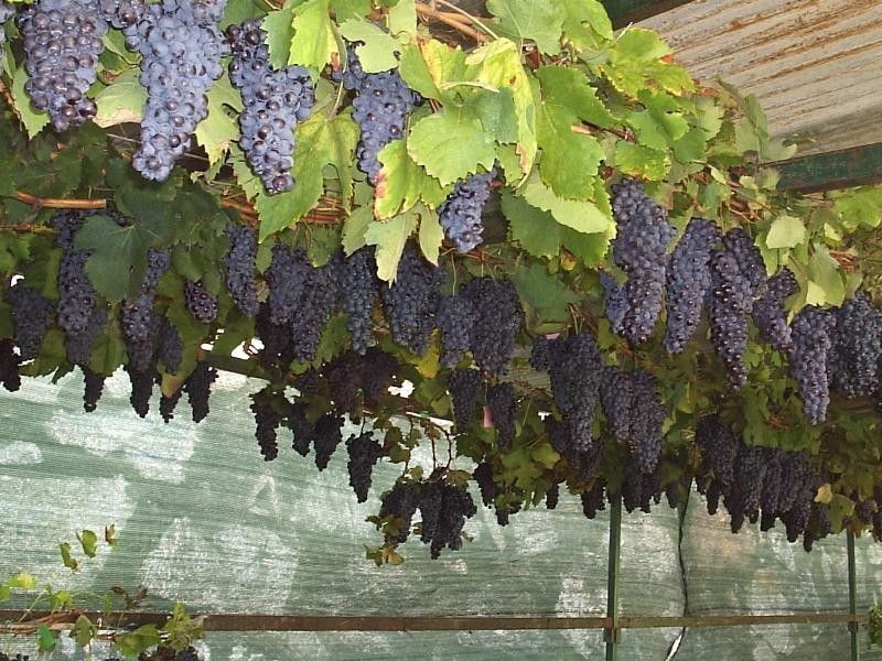 Aperti fino al 31 marzo i termini per richiedere l’autorizzazione ai nuovi impianti viticoli