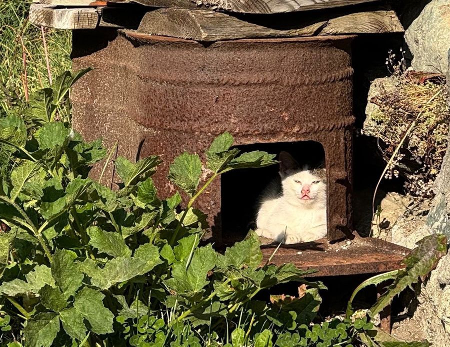 A Chamois i gatti sono diventati parte della comunità; già censiti e sterilizzati trenta felini A Chamois i gatti sono diventati parte della comunità; già censiti e sterilizzati trenta felini