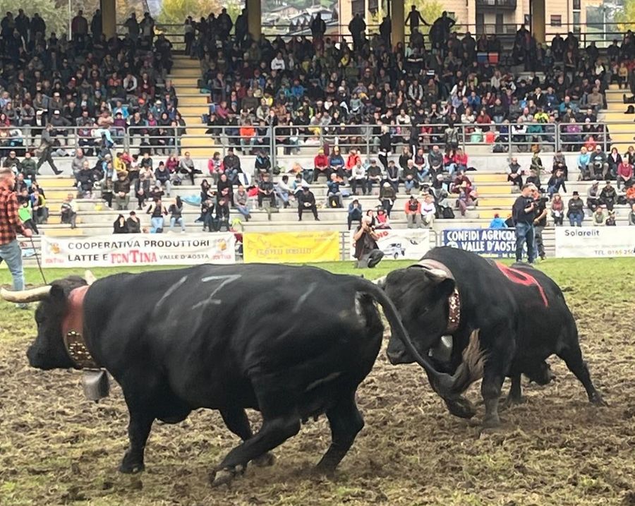 Dermatite nodulare, le Batailles de Reines si fermano Dermatite nodulare, le Batailles de Reines si fermano