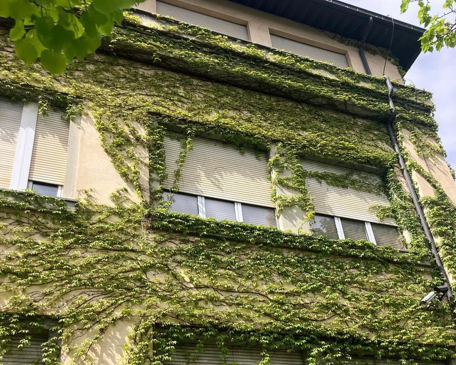 Aosta, l'edera rampicante ha invaso il Liceo Bérard Aosta, l'edera rampicante ha invaso il Liceo Bérard