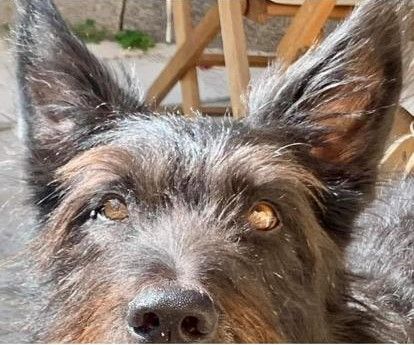 Nus, fugge terrorizzato dai petardi e muore investito in autostrada Nus, fugge terrorizzato dai petardi e muore investito in autostrada