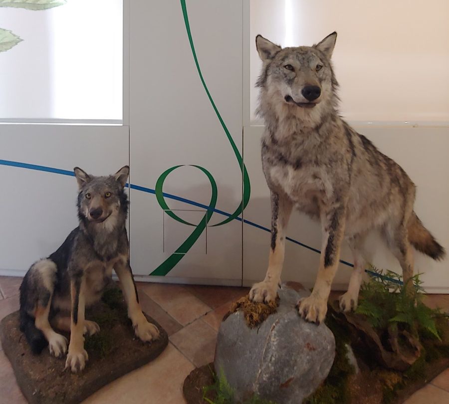 Sono Neige e Fulmine i nomi dei lupi del Parco Mont Avic