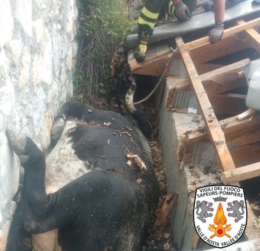 VIDEO Salvata dai Vigili del fuoco una mucca rimasta intrappolata dopo la caduta da un muro VIDEO Salvata dai Vigili del fuoco una mucca rimasta intrappolata dopo la caduta da un muro