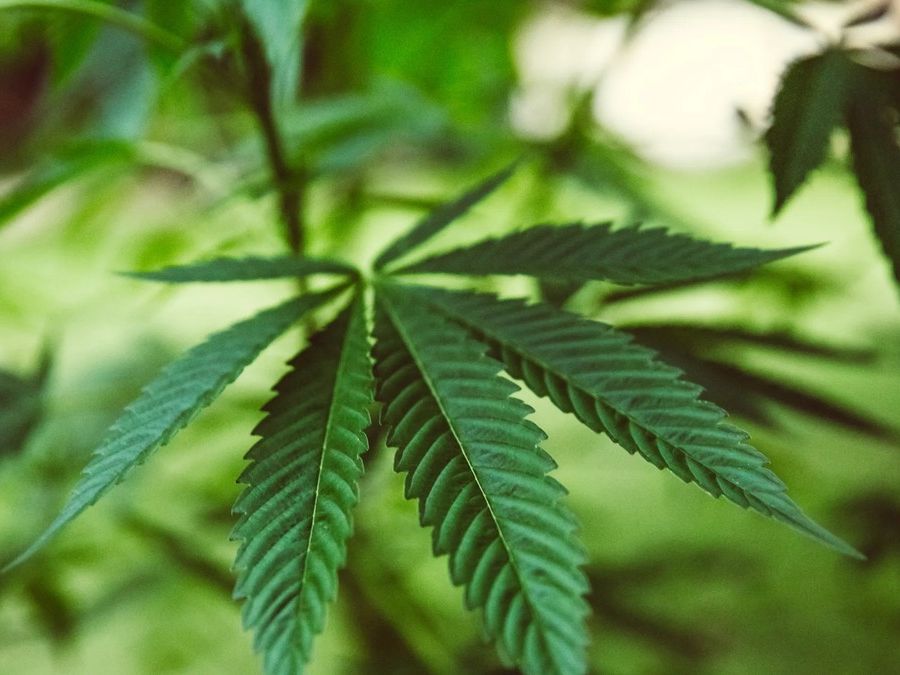 VdA Aperta, il governo Meloni dichiara guerra agli agricoltori della cannabis light