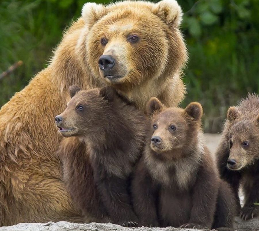 L'orsa Jj4 con i suoi cuccioli