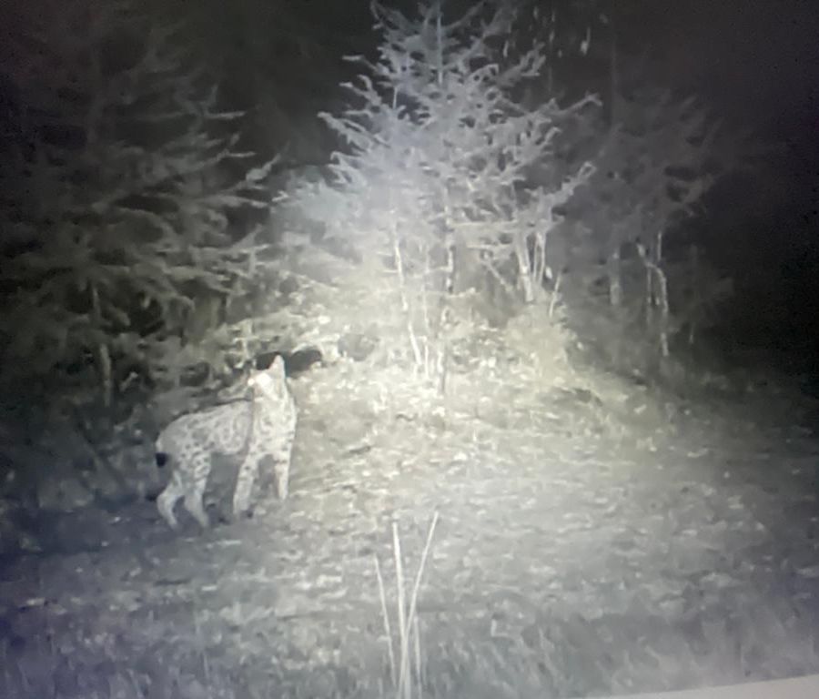Confermato avvistamento di una lince nel Parco del Gran Paradiso VIDEO