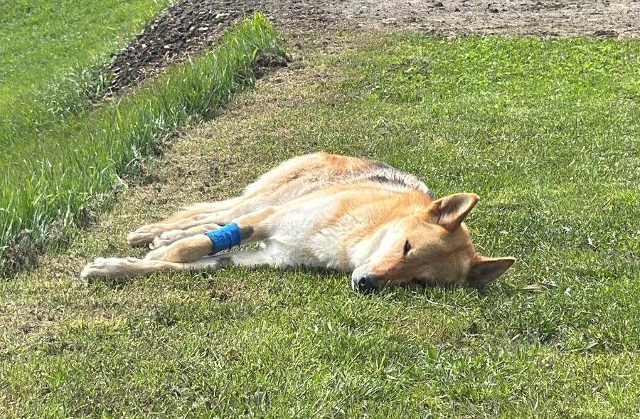 Giallo nei boschi sopra Gignod; chi ha sparato al cane Tomo?