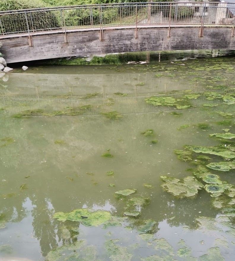 Così l'acqua dei laghetti questo pomeriggio (cliccare sull'immagine per avviare la gallery)
