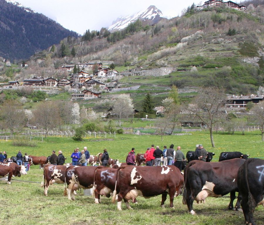 Contributi rassegne Arev, Procura Corte conti scrive a Regione ed è un terremoto: fatevi restituire i soldi indebitamente erogati nel 2017