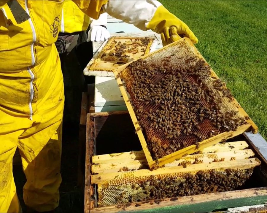 Aiuti al settore dell’apicoltura, domande fino al 18 febbraio