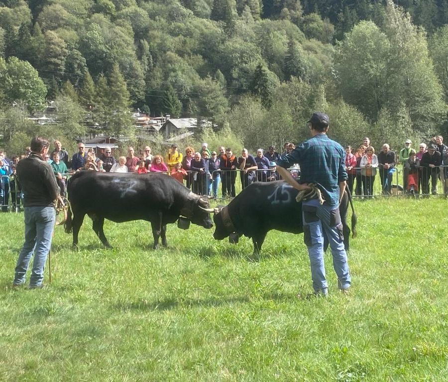 Batailles de Reines, si riprende oggi al Col de Joux