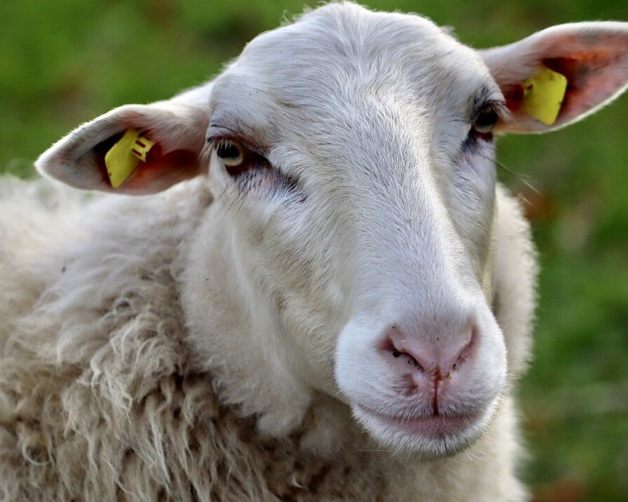 Bluetongue, senza obbligo di vaccinazioni gli spostamenti in Valle di ovini e bovini