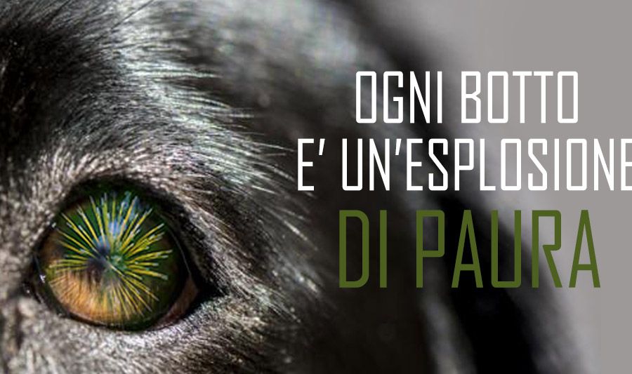 Chi paga per gli animali terrorizzati dai botti di Capodanno, fuggiti e mai ritrovati?