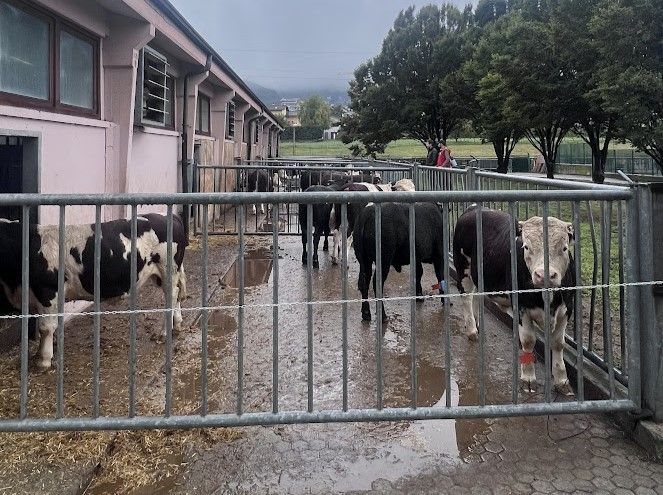 Inaugurato a Gressan il nuovo centro di quarantena sanitaria bovina dell'Anaborava